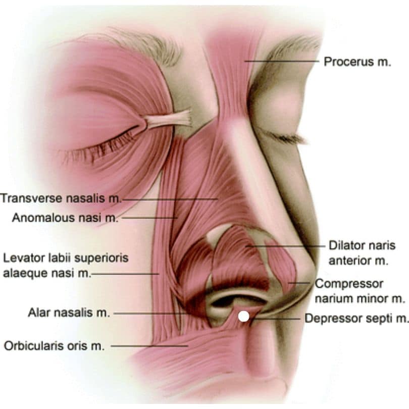 Droopy Nose Tip (Nasal Tip Lift