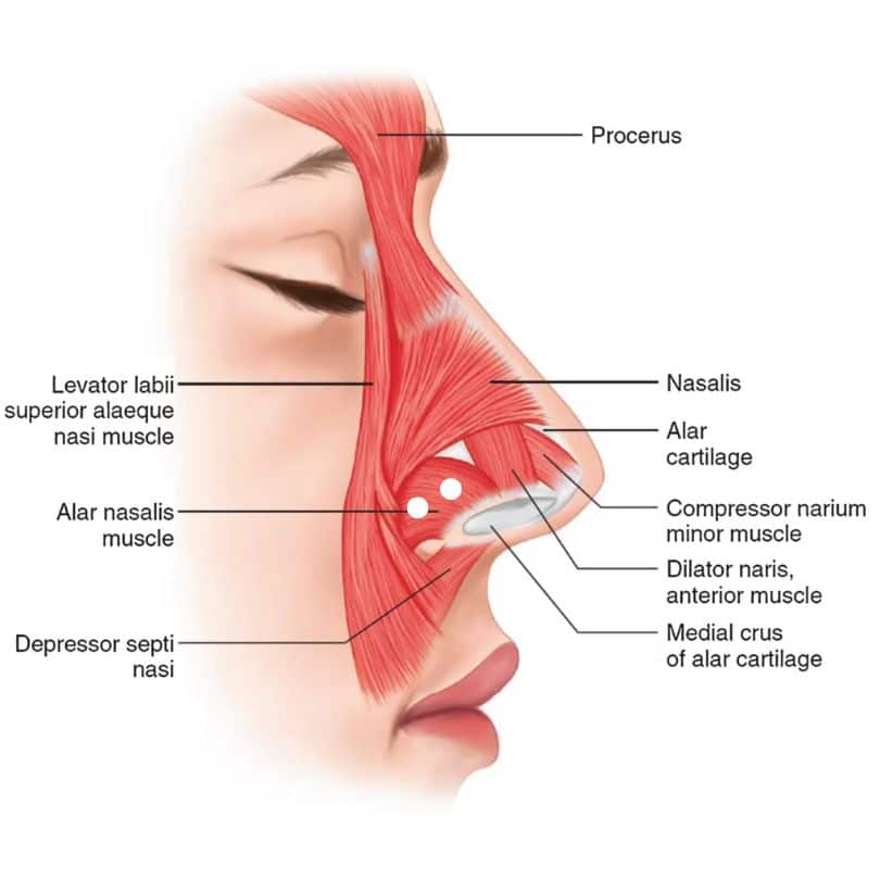 Excessive Nasal Flare (Nose Slimming _ Nostril Flaring)